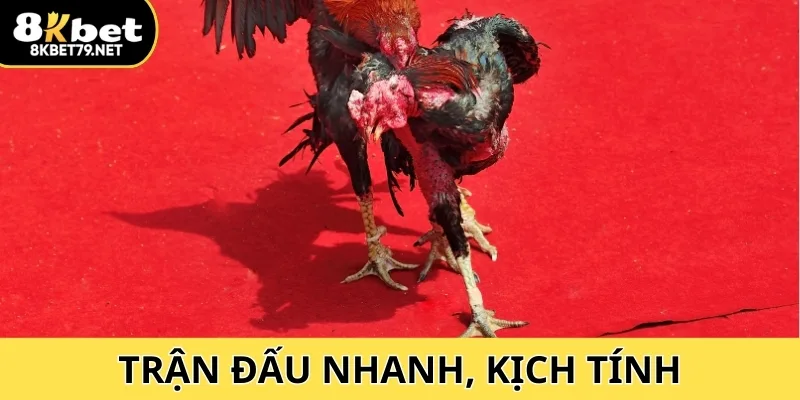 Đá gà cựa dao – trận đấu nhanh, kịch tính với nguy cơ thương vong cao