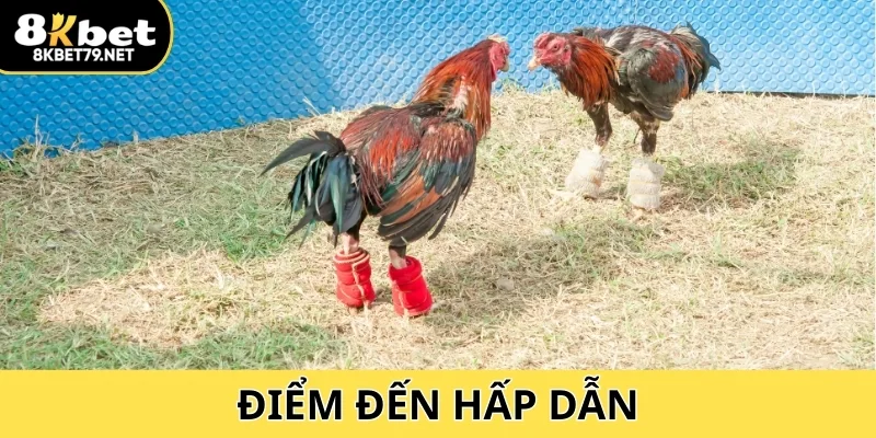 Đá gà Thomo – điểm đến hấp dẫn với các trận đấu kịch tính