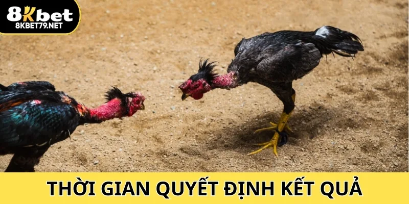 Mỗi trận đấu đá gà căng thẳng, thời gian gia hạn và nghỉ ngơi quyết định kết quả